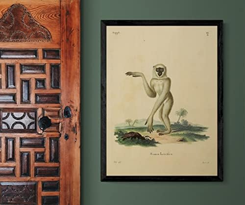 Ezüstös Jáván Gibbon Emberszabású Majom Régi Élővilág Osztályteremben Irodai Dekoráció Állattan Antik Illusztráció képzőművészeti