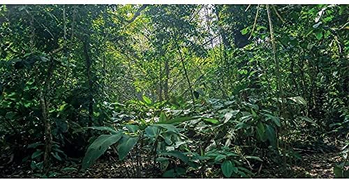 AWERT 24x12 cm Vinil Erdő Terrárium Háttér Trópusi Esőerdő Akvárium Háttér Zöld Növények Napsugár a Fák Hüllő Élőhely Háttér