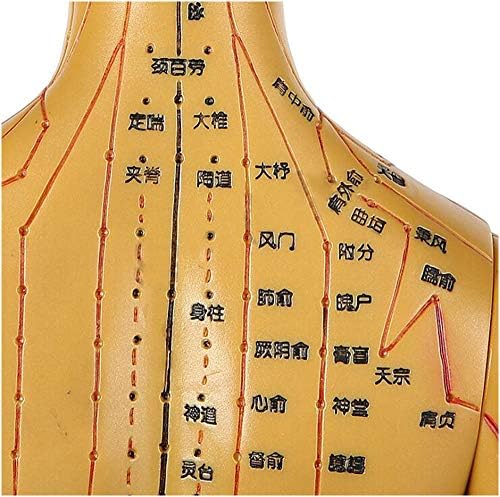 Akupunktúra Modell - Kínai gyógyítás, az Akupunktúra-Modell - az Emberi Meridian Női Akupunktúra Modell - Szilikon Gumi Női