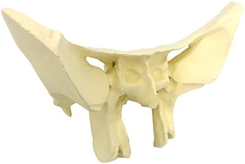 KH66ZKY Élet Méret Sphenoid Csont Modell Emberi Csontváz Modell Emberi Test Anatómiai Replika az Orvosok Hivatal, Oktatási