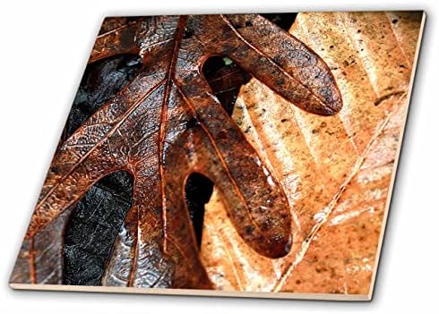3dRose Makró fénykép a nedves őszi levelek a földön. - Csempe (ct_350260_1)