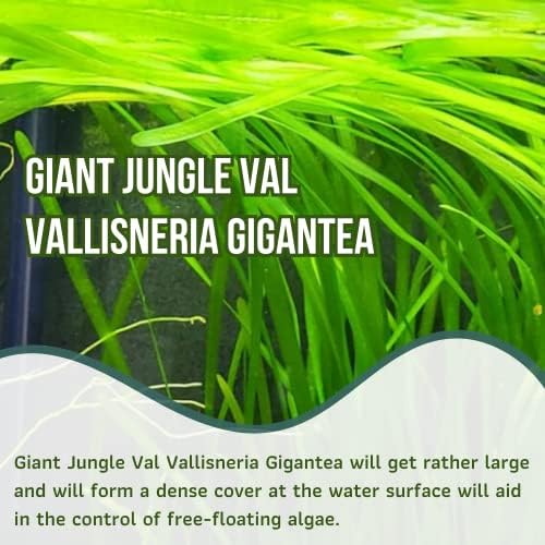 Mainam Hatalmas Dzsungel Val Vallisneria Gigantea MINKET Óvoda Trópusi Édesvízi Akváriumban Élő Növény Dekoráció (1 Csomag)