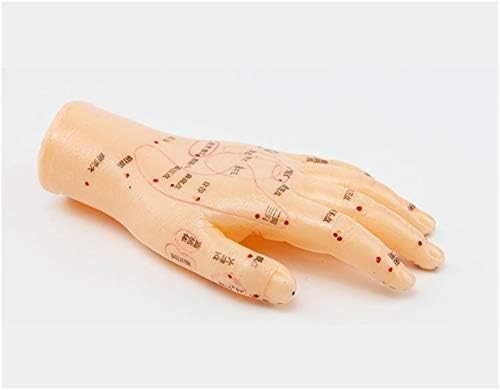 FHUILI Akupunktúra Kéz Modell - 13CM Kéz Akupunktúrás Modell - Megfelelő Akupunktúrás Helyzetben, Az Emberi Belső Szervek, A Kéz - a Meridián